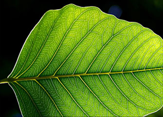 轰炸电话在线使用